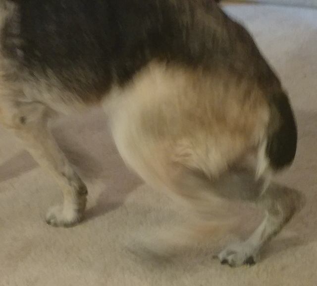 A sweet dog in agony, quite literally on her last leg