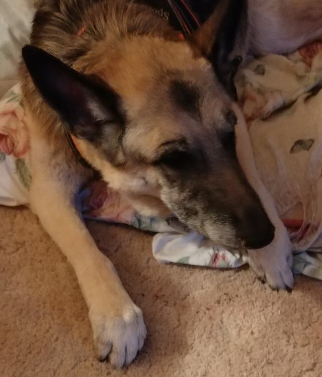 A sweet dog in agony, quite literally on her last leg