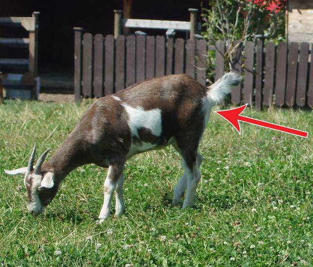 Insert thermometer into goat HERE