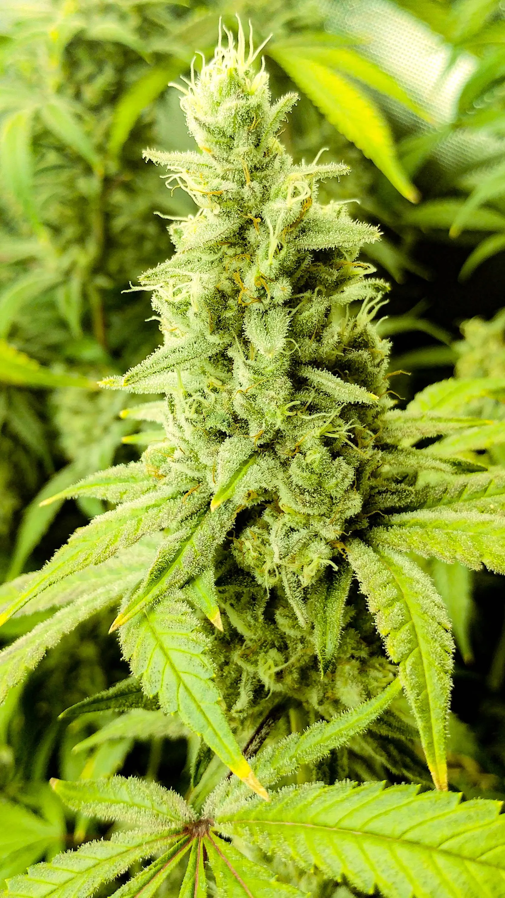 Just look at those trichomes!